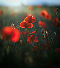 Wild,Poppy,Field,-,Armistice,Or,Remembrance,Day,Background